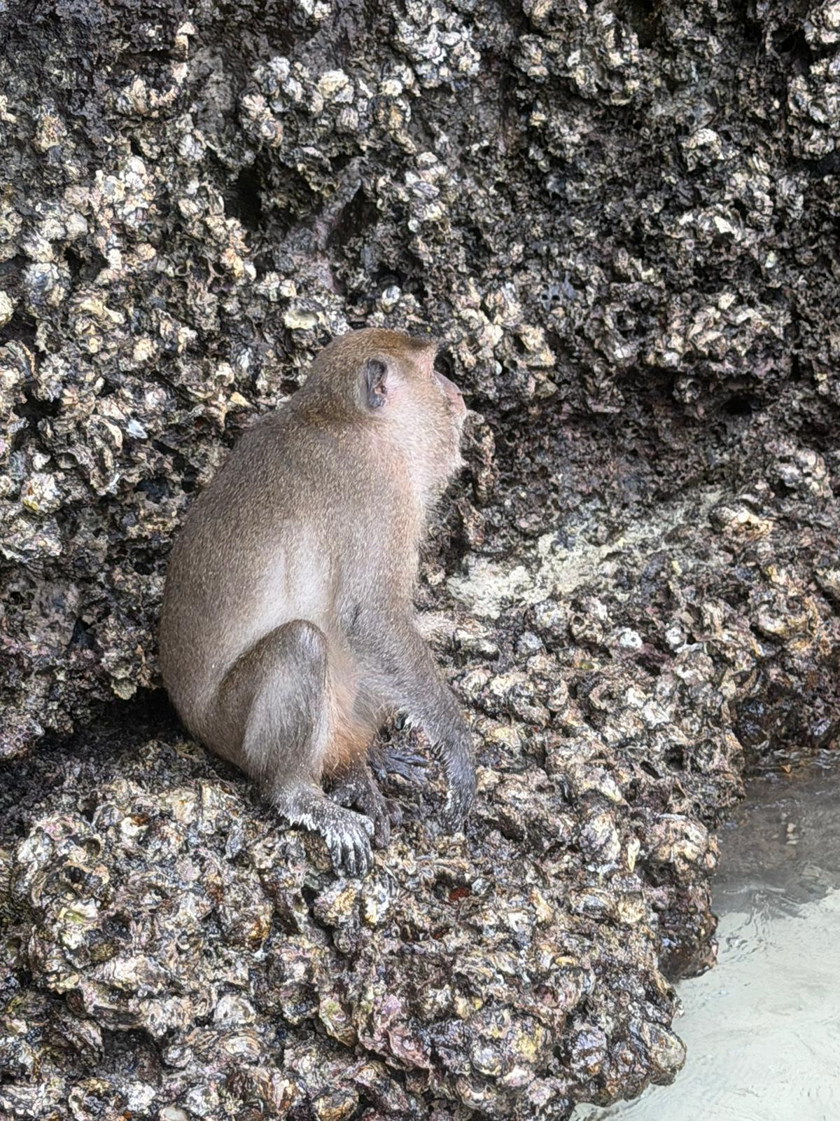 Monkey island